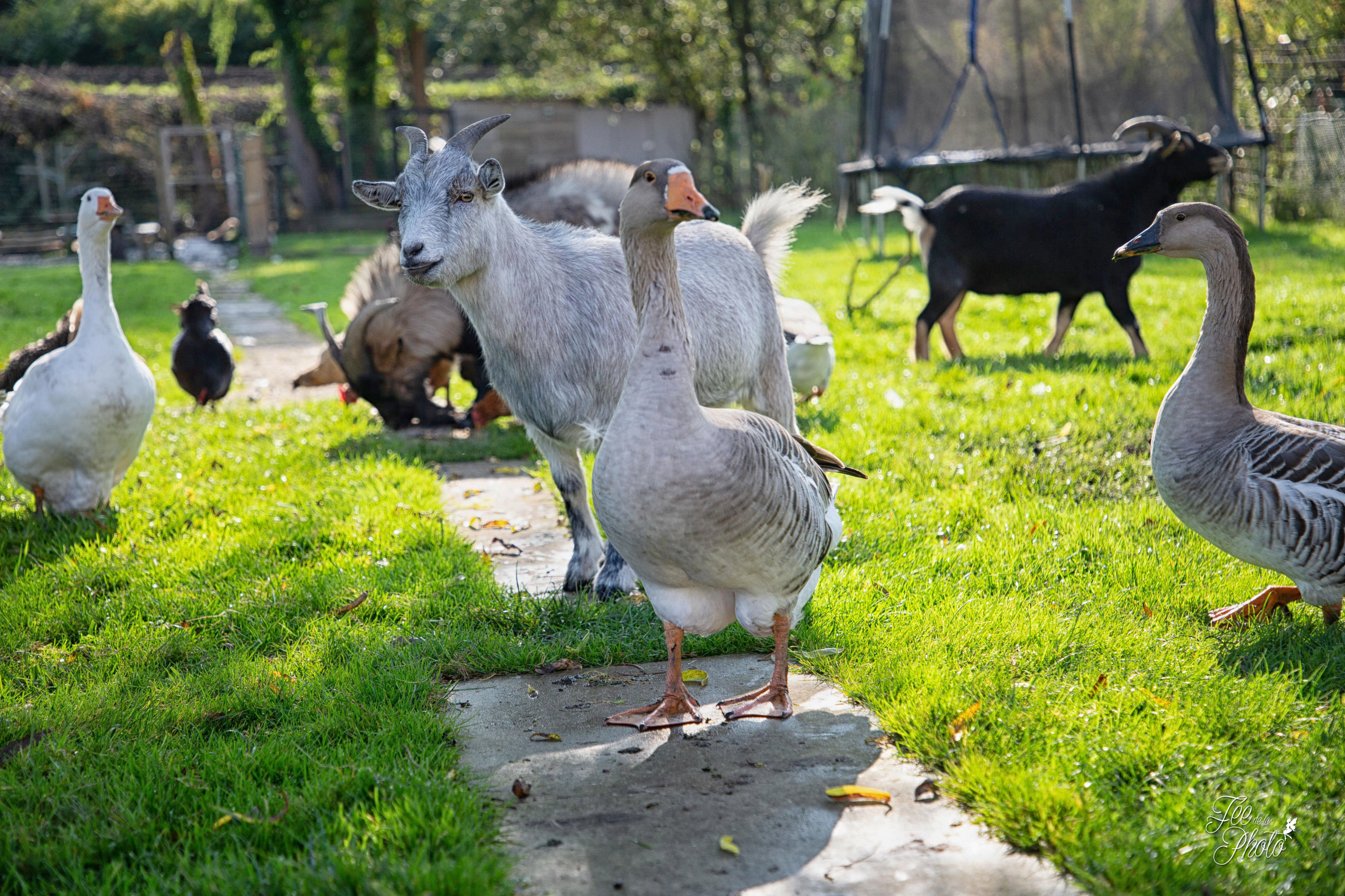 Jardin animaux